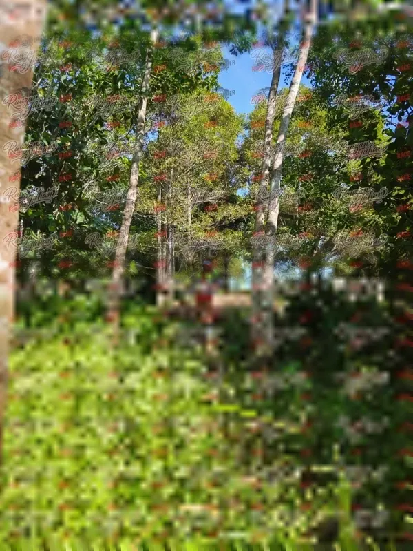 Photo ID 4903