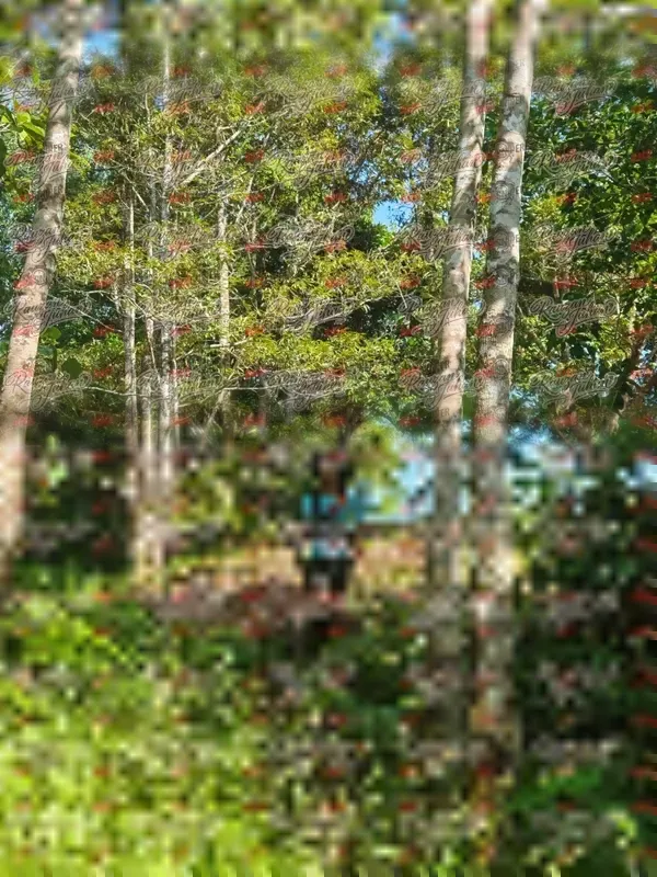 Photo ID 5204