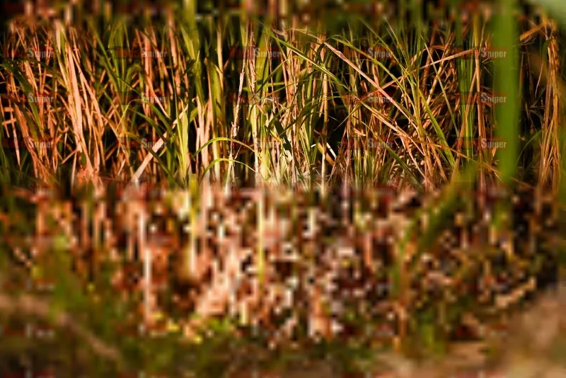 Photo ID 5228052