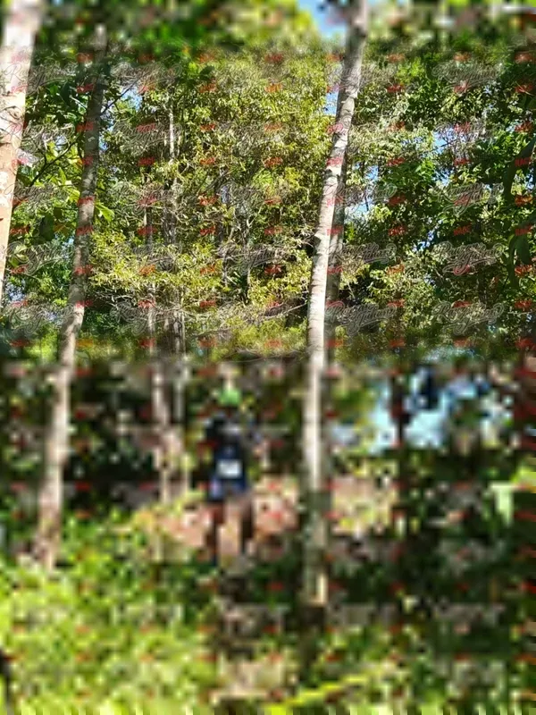 Photo ID 5981