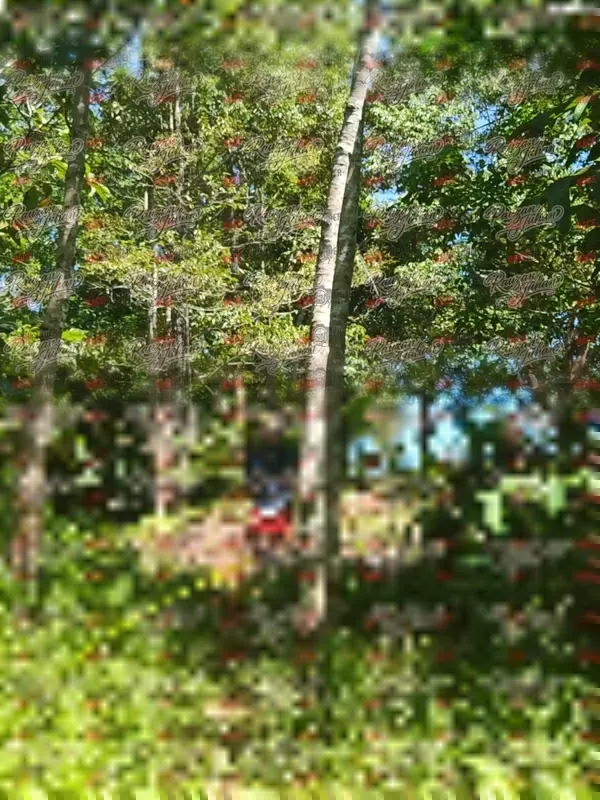 Photo ID 6017