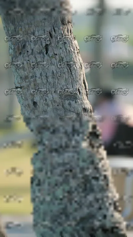 Photo ID 6117496
