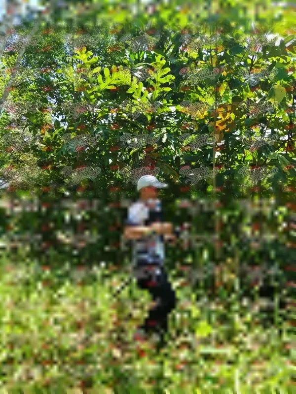 Photo ID 6255