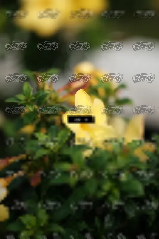 Photo ID 8066792
