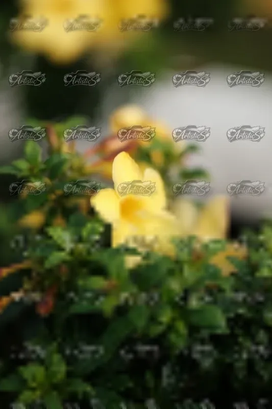Photo ID 8066793