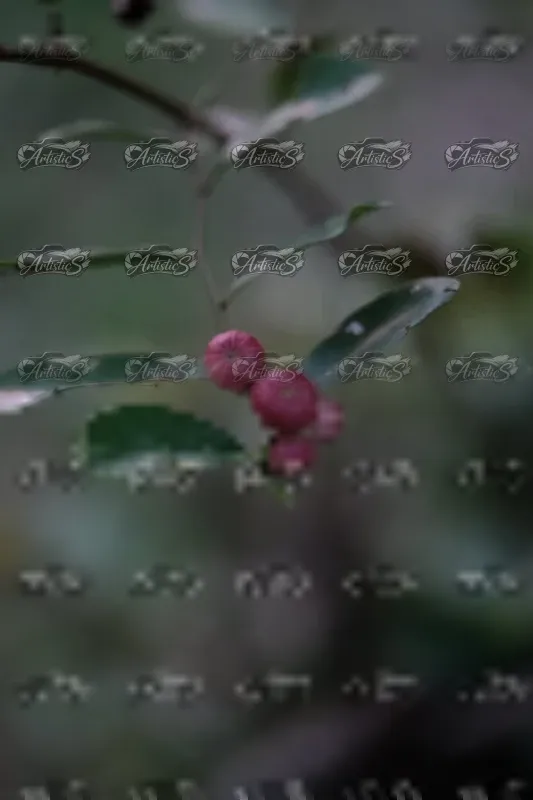 Photo ID 8125081