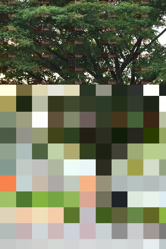 Photo ID 8242526