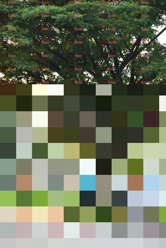 Photo ID 8242537