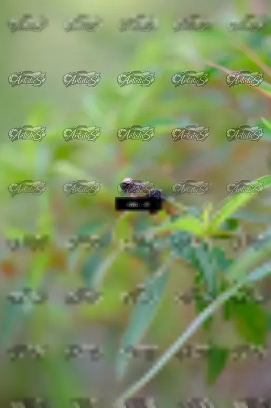 Photo ID 8410889