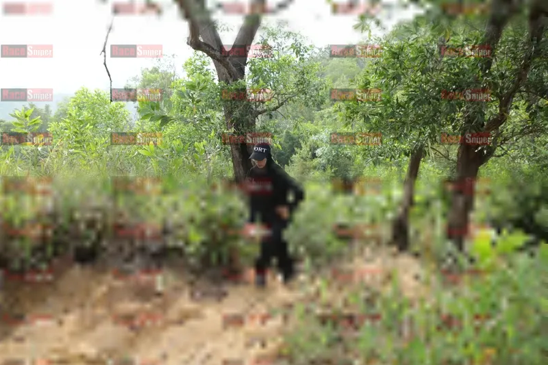 Photo ID 8423214