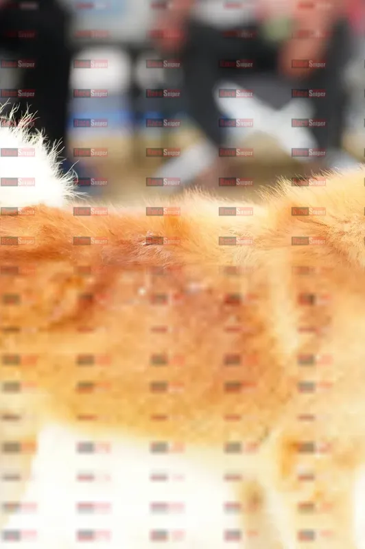 Photo ID 8869832