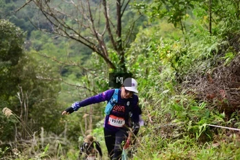 Runner Photo 101890