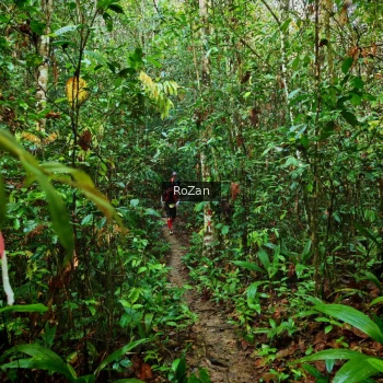 Runner Photo 1085959