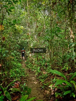 Runner Photo 1088021
