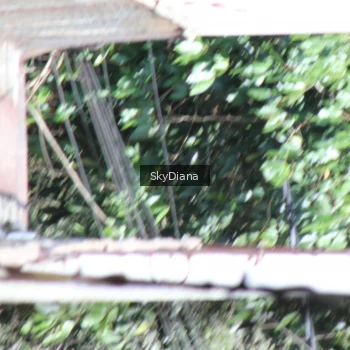 Runner Photo 1161148