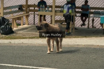 Runner Photo 1240156