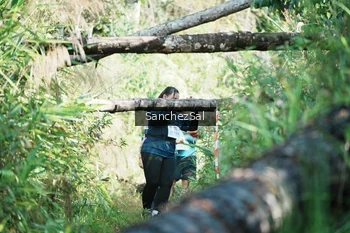 Runner Photo 1405446
