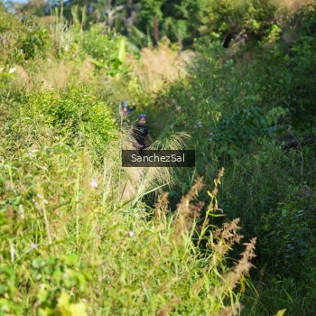 Runner Photo 1429120