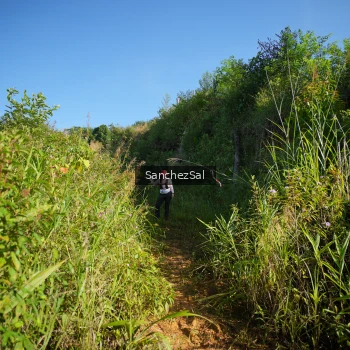 Runner Photo 1433480