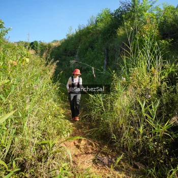 Runner Photo 1433488