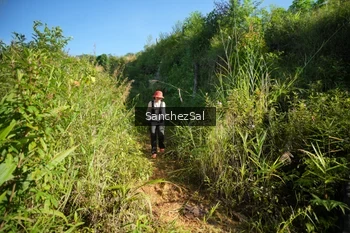 Runner Photo 1433491