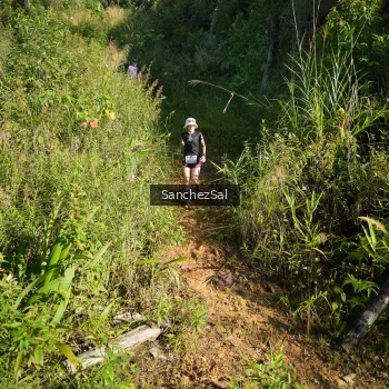 Runner Photo 1433731