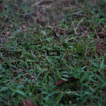 Runner Photo 1767367