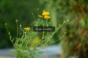Runner Photo 2067372