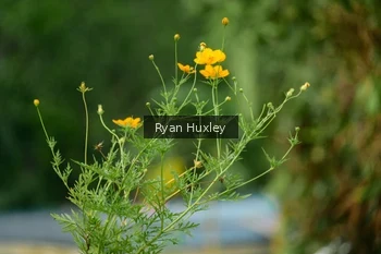 Runner Photo 2067375