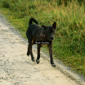 Runner Photo 2070797