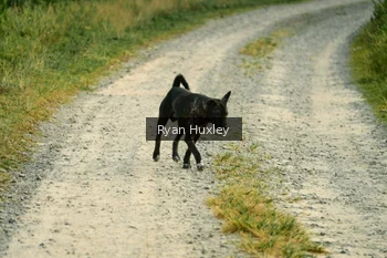 Runner Photo 2070804