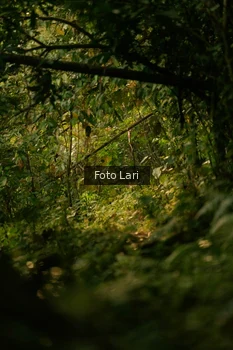 Runner Photo 2073796