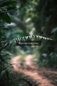 Runner Photo 2075246