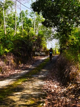 Runner Photo 2495434