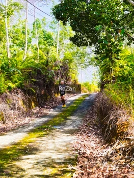 Runner Photo 2495451