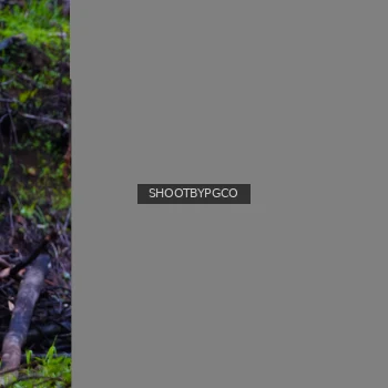 Runner Photo 2530897