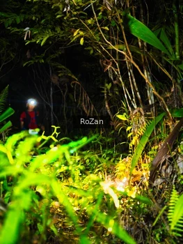 Runner Photo 2561775