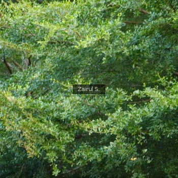 Runner Photo 3585057