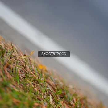Runner Photo 3767571