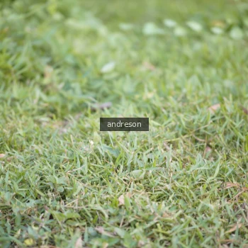 Runner Photo 3824228