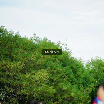 Runner Photo 3887470