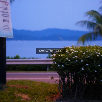 Runner Photo 3903946