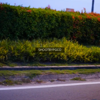 Runner Photo 3904061