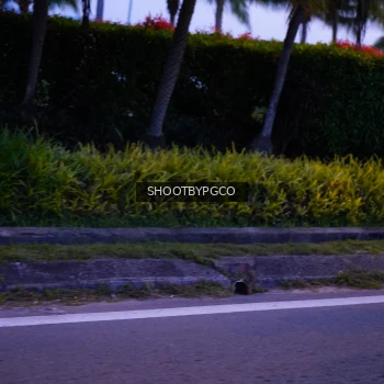 Runner Photo 3904125