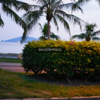 Runner Photo 3904175