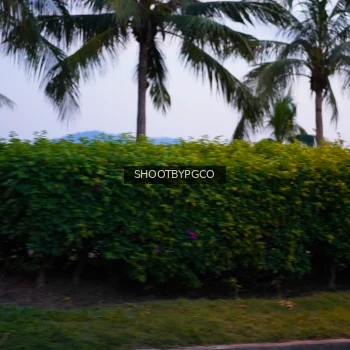Runner Photo 3904241