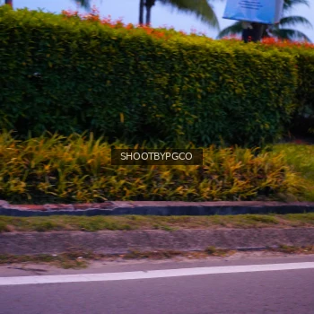 Runner Photo 4030071