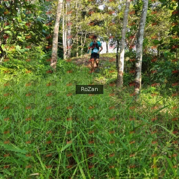 Runner Photo 4257