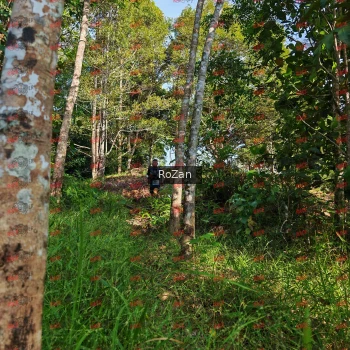 Runner Photo 4267