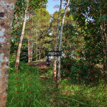 Runner Photo 4269
